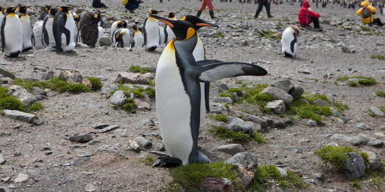 king penguins, climate change