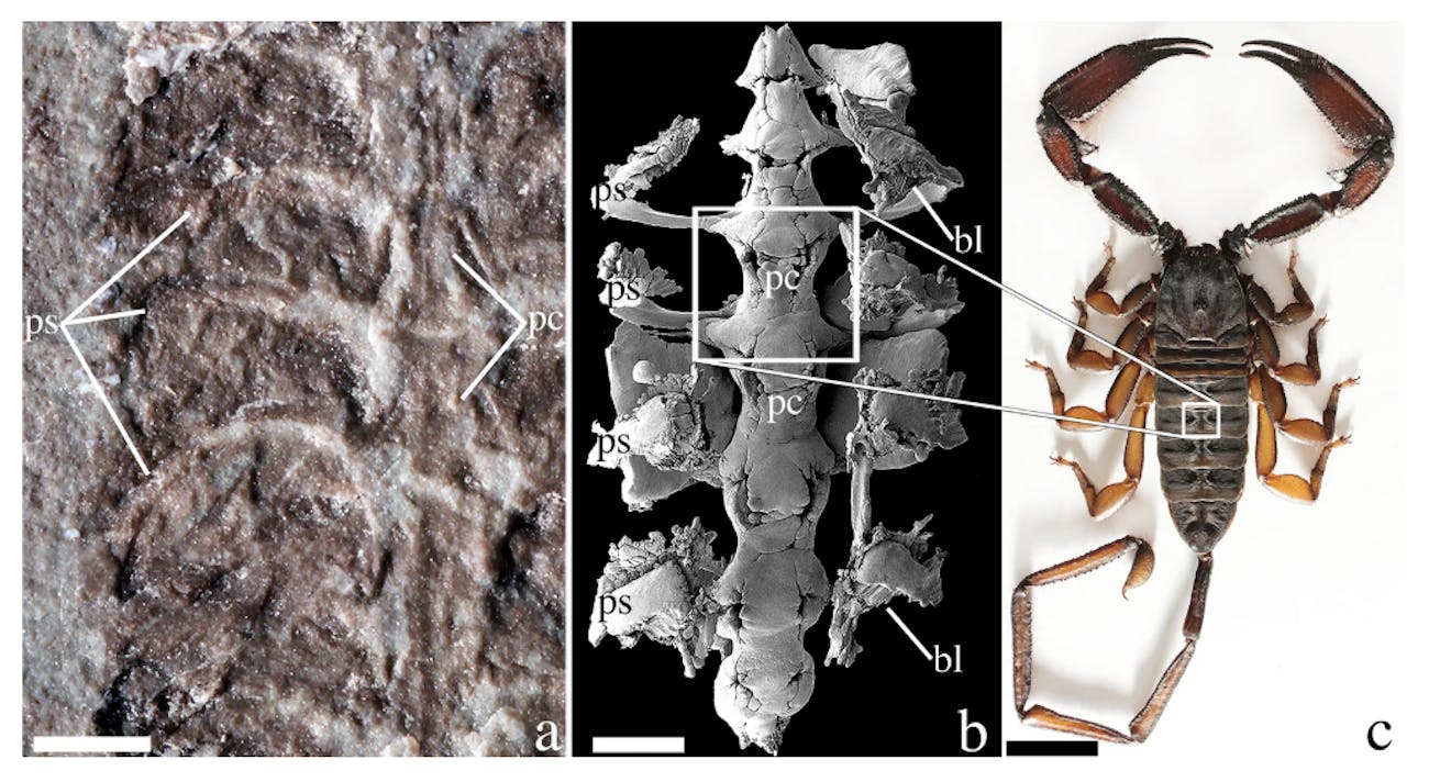 This image shows how the fossil scorpion compares to a modern specimen.