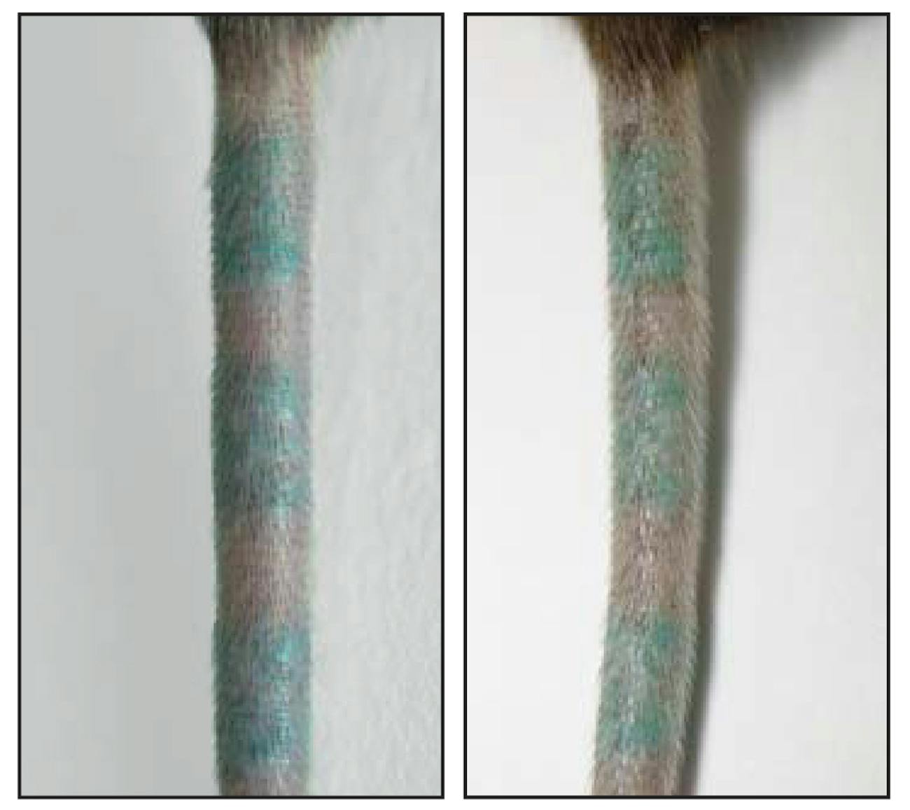 Scientists observed tattooed mouse tails before (left) and after (right) they killed dermal macrophages that hold tattoo ink. They found that these immune cells passed on the ink to new cells, which means the ink stayed put.