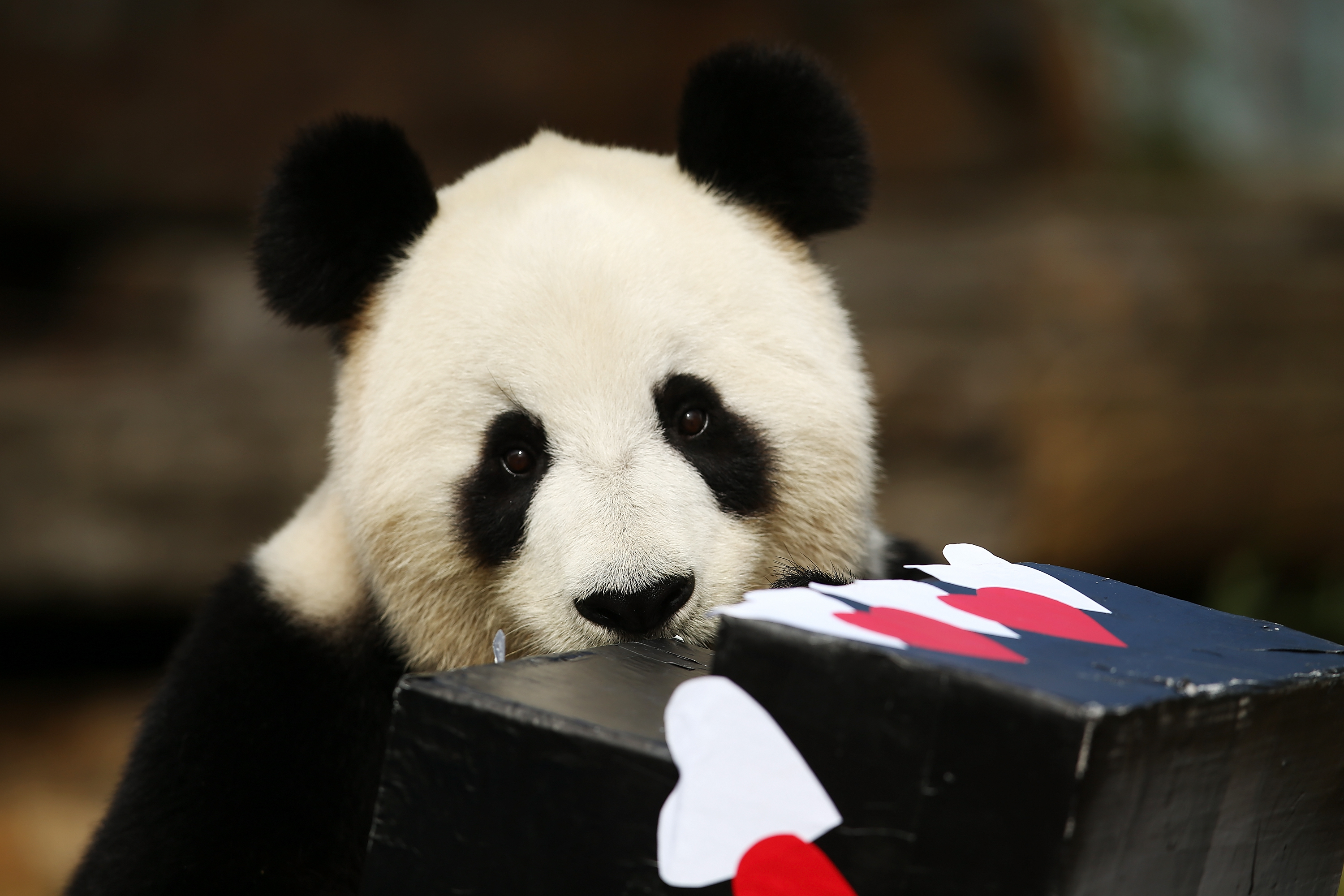 Giant Pandas Are Now “Vulnerable” Not “Endangered” Inverse