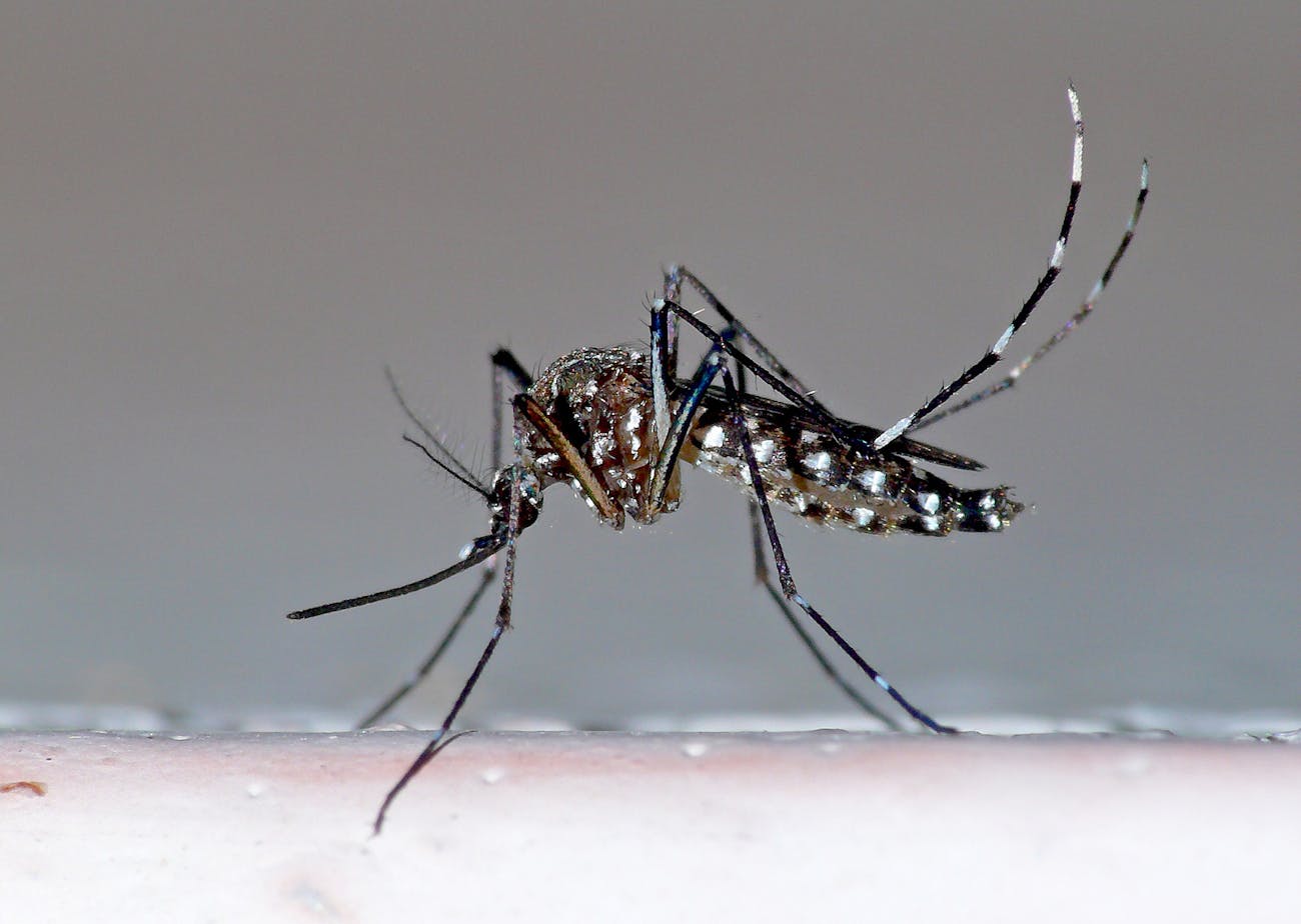 Aedes Aegypti Mosquito