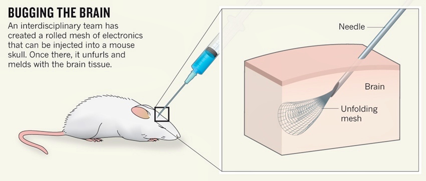 Researchers illustrate how neural mesh was injected into mice. 