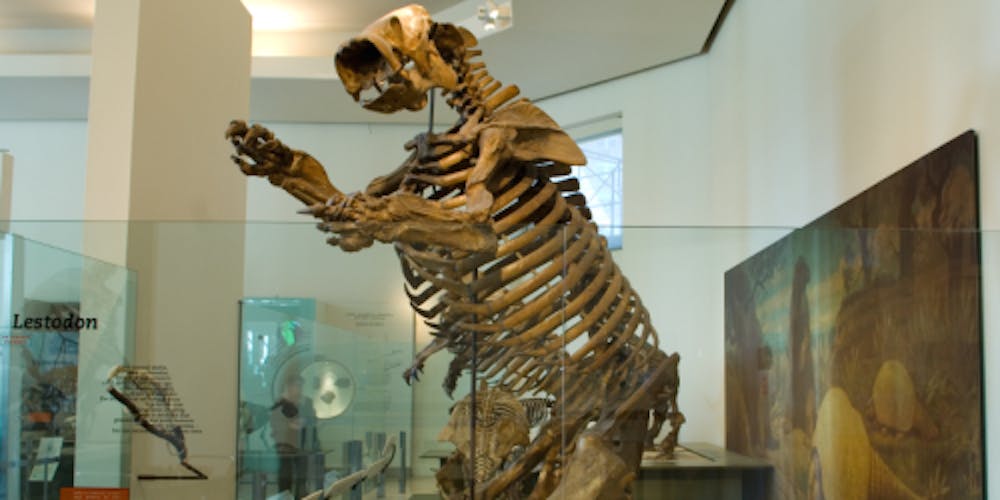 the-museum-houses-its-own-giant-ground-sloth.png