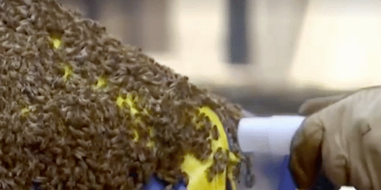 bees vacuum
