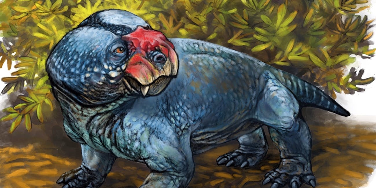 A precursor to mammals has been named Bubasaurus phylloxyron.