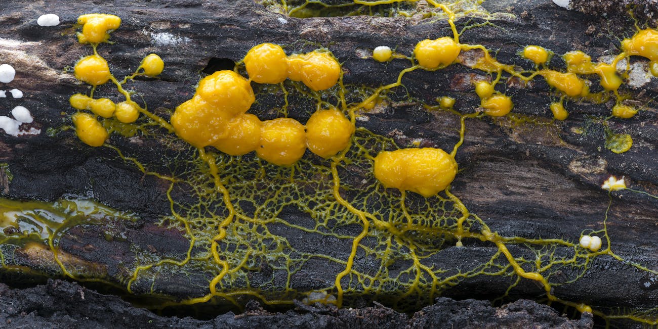 slime mold