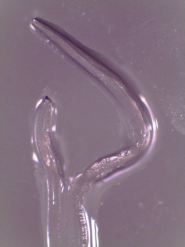 This is an adult female Thelazia gulosa that was pulled from Abby Beckley's eye.
