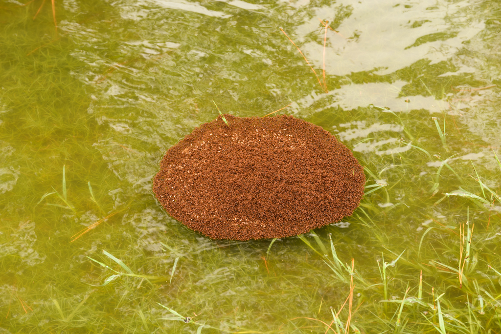 How The Houston Flood Supercharged This Raft Of Fire Ants | Inverse