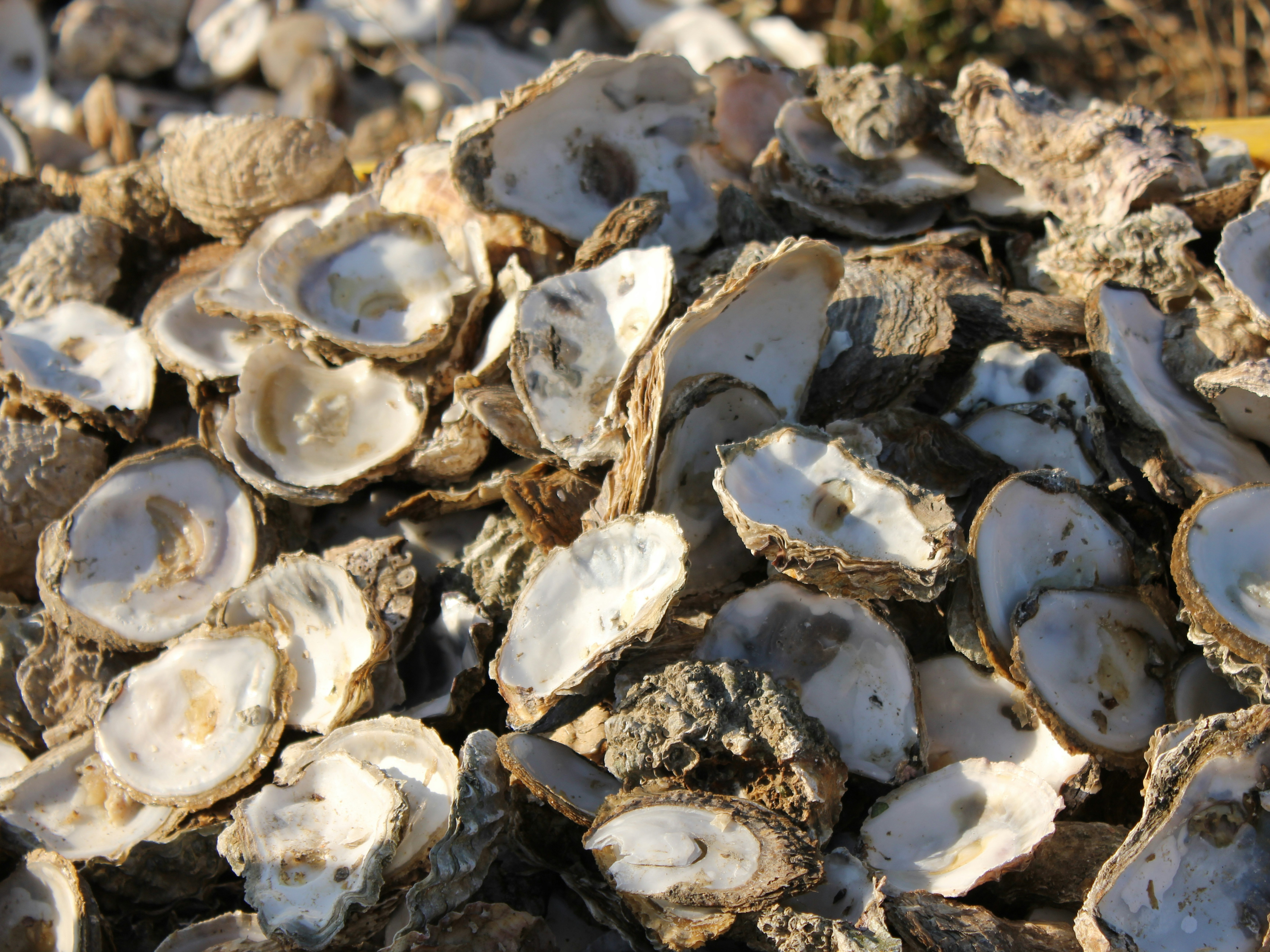 The ‘Living Breakwaters’ Enlists Oysters to Help Protect a City | Inverse