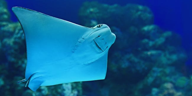 manta ray swimming