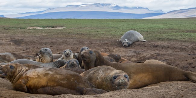 Female elephant seals basking, with a tagged seal in the background.