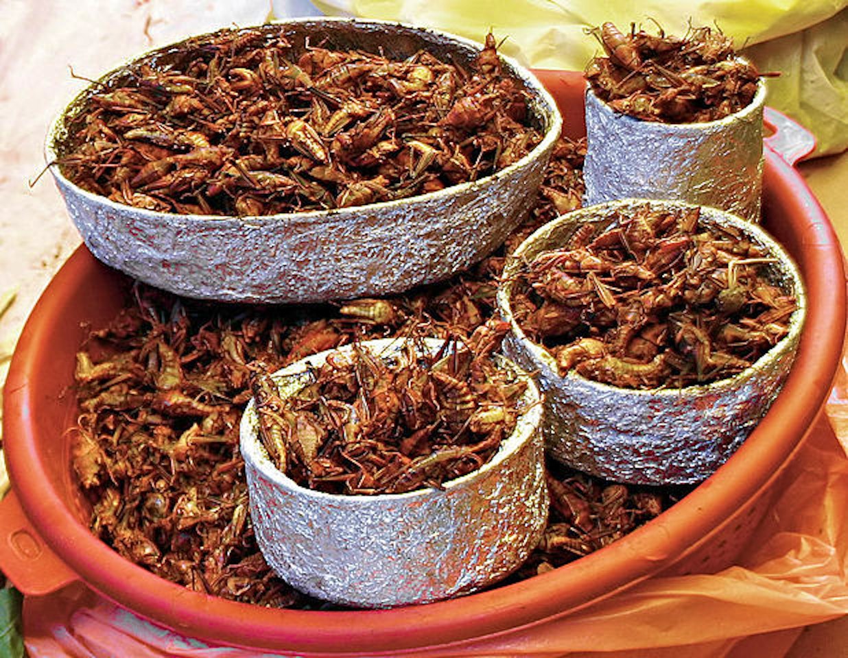 A basket of chapulines aka roasted crickets.