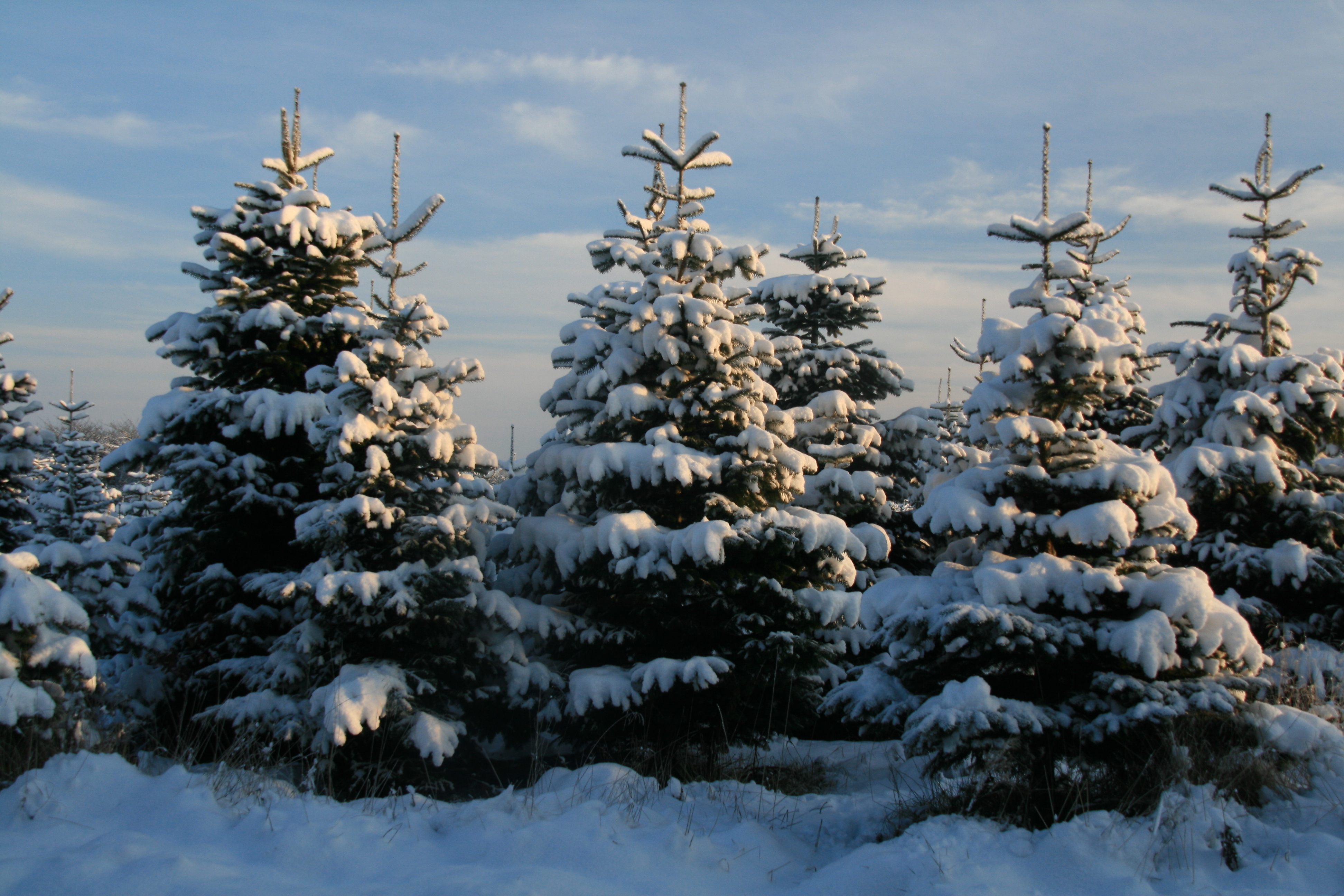 christmas tree farms colorado about our christmas tree christmas tree farms colorado about our christmas tree