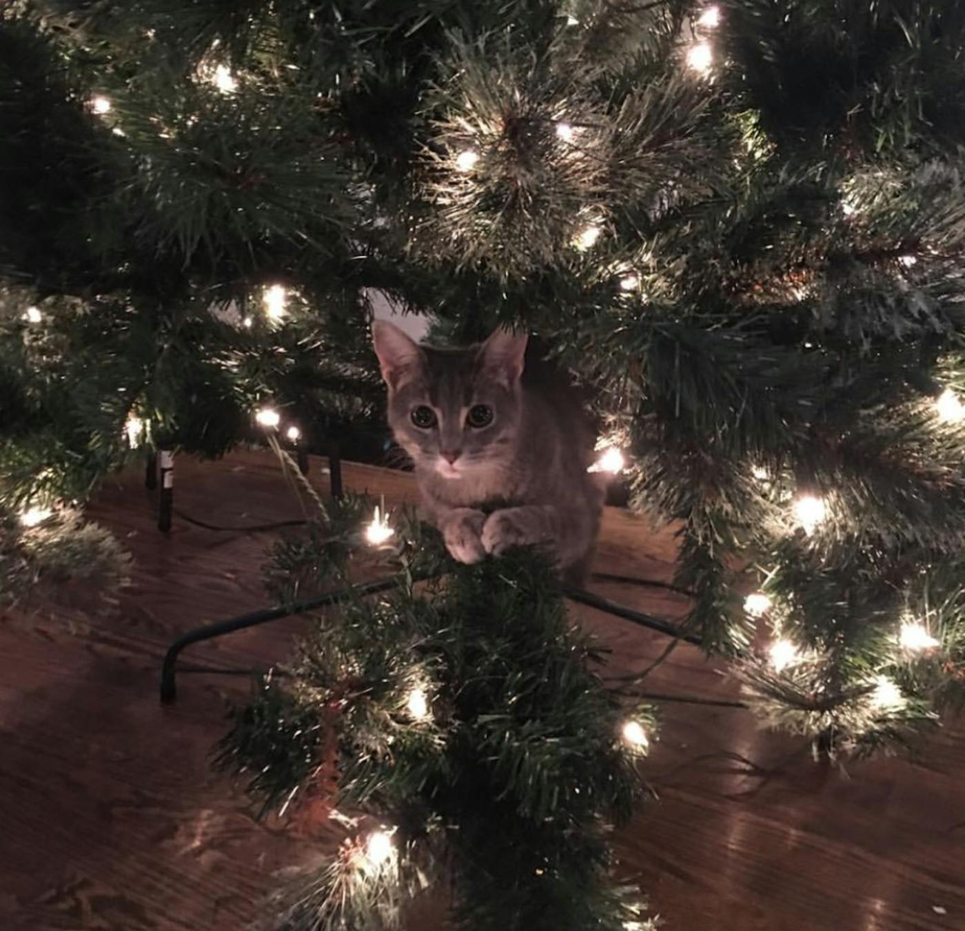 Why Cats Love Destroying Christmas Trees, According to Science