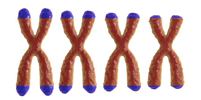 telomeres