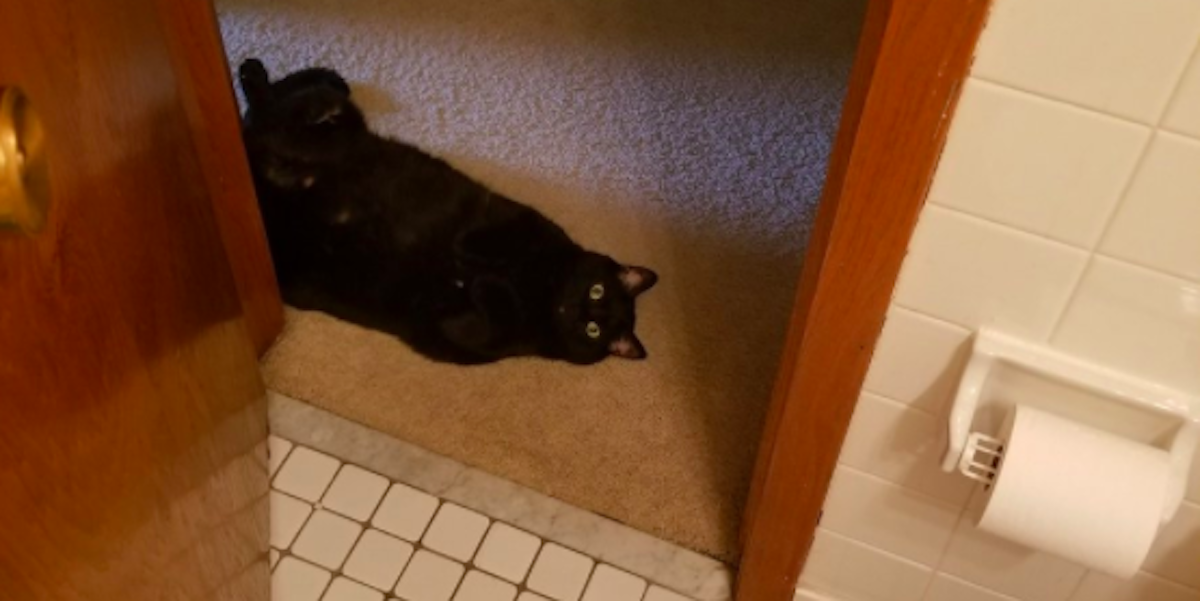 Why Do Cats Follow You To The Bathroom We Asked