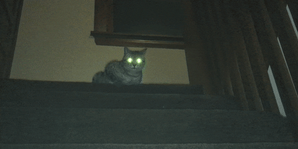 Why Cat Eyes Look Evil at Night, According to Science Inverse