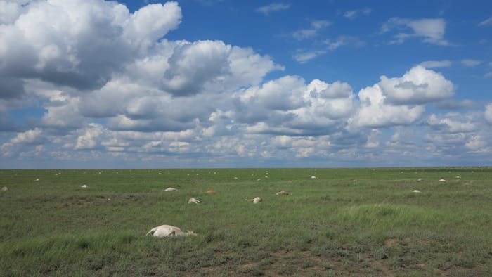 Over three weeks in 2015, over 60 percent of the Earth's saiga antelopes died from a bacterial infection.