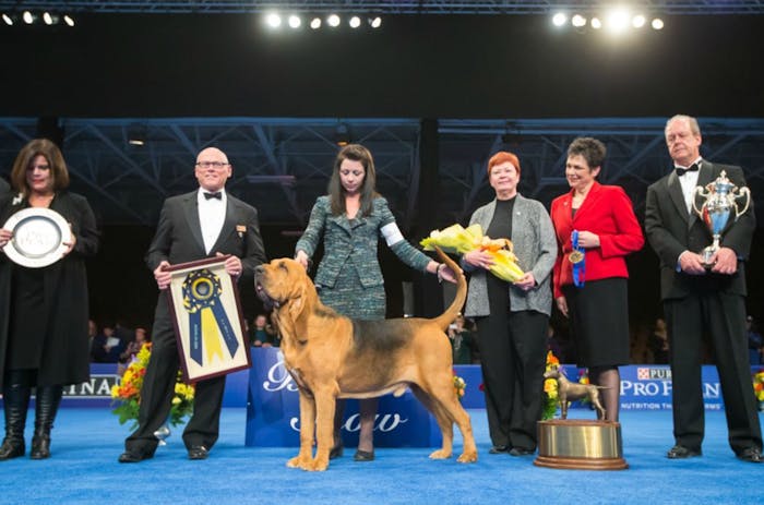 Dog Show Thanksgiving Winner Dog Show Thanksgiving Winner