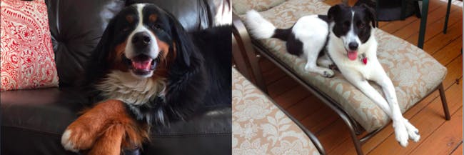 Why Do Cats Cross Their Paws