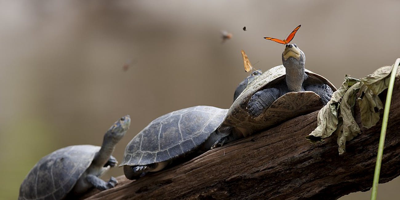 A butterfly feeds on the tears of a turtle, one of many known lacryphagic relationships of scientists.