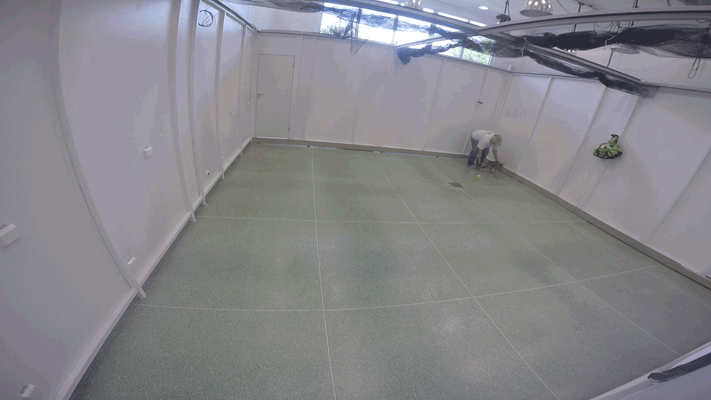 In this video, a Very Good wolf pup named Sting fully retrieves the ball.