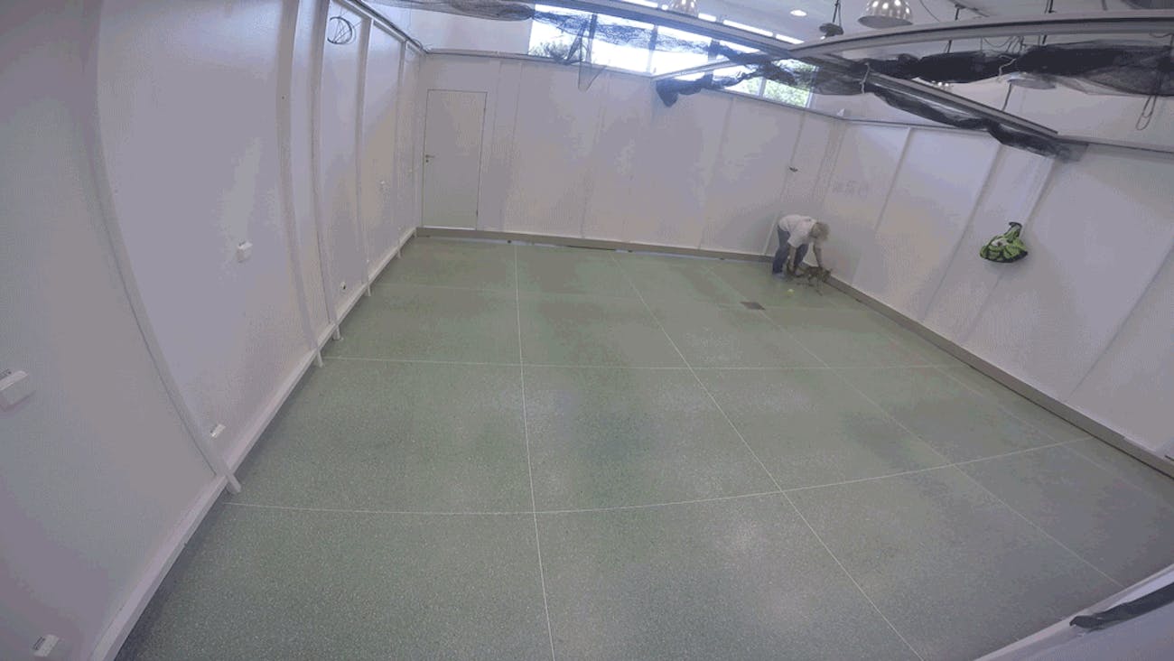 In this video, a Very Good wolf pup named Sting fully retrieves the ball.