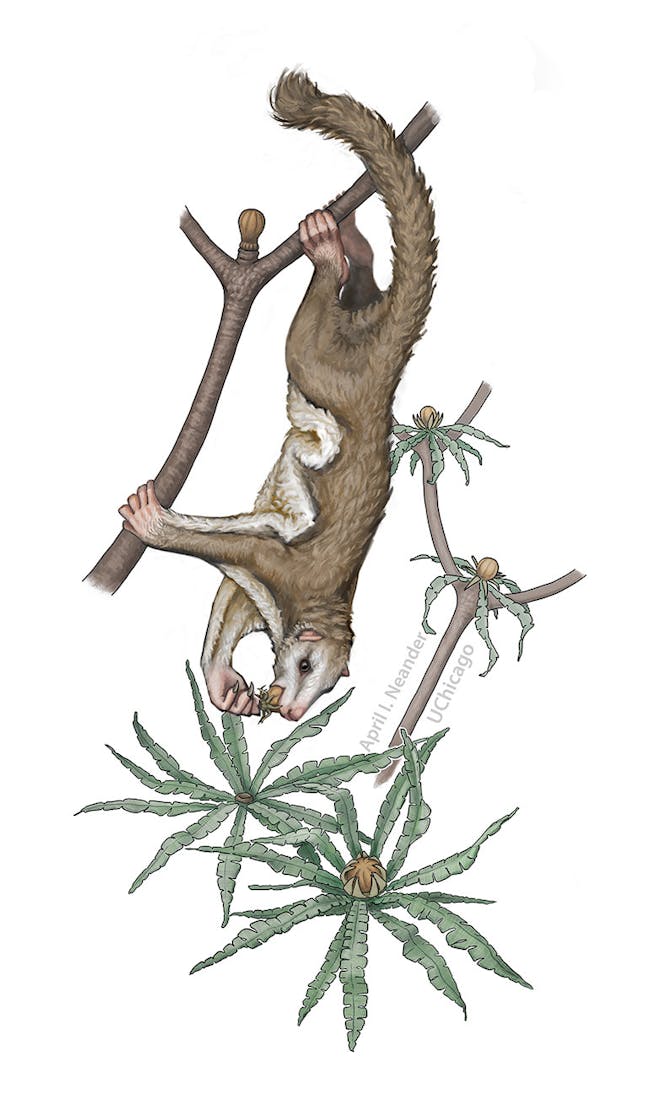 Vilevolodon diplomylos