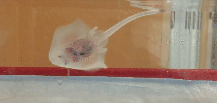 "Walking Fish" Discovery Scraps Evolutionary Theory of Human Locomotion