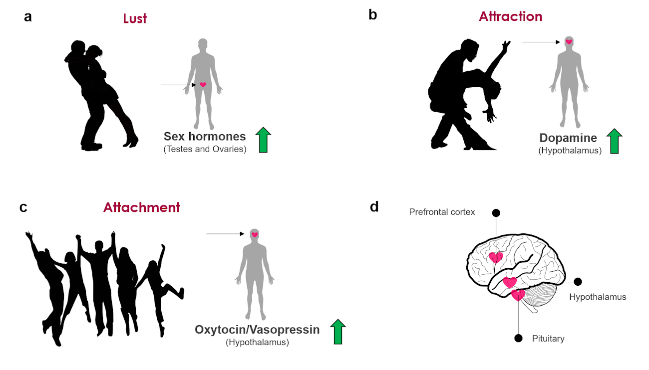 sex and oxytocin