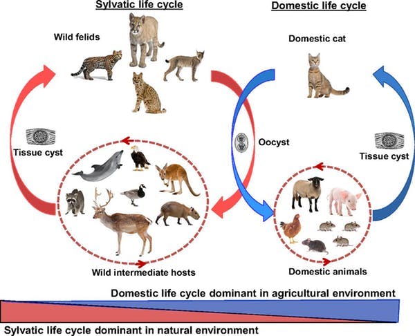 sylvatic life cycle