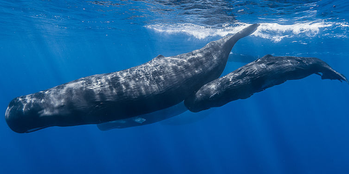 Why Are Whales So Big? New Study Says Ocean Imposes Pressures on Size