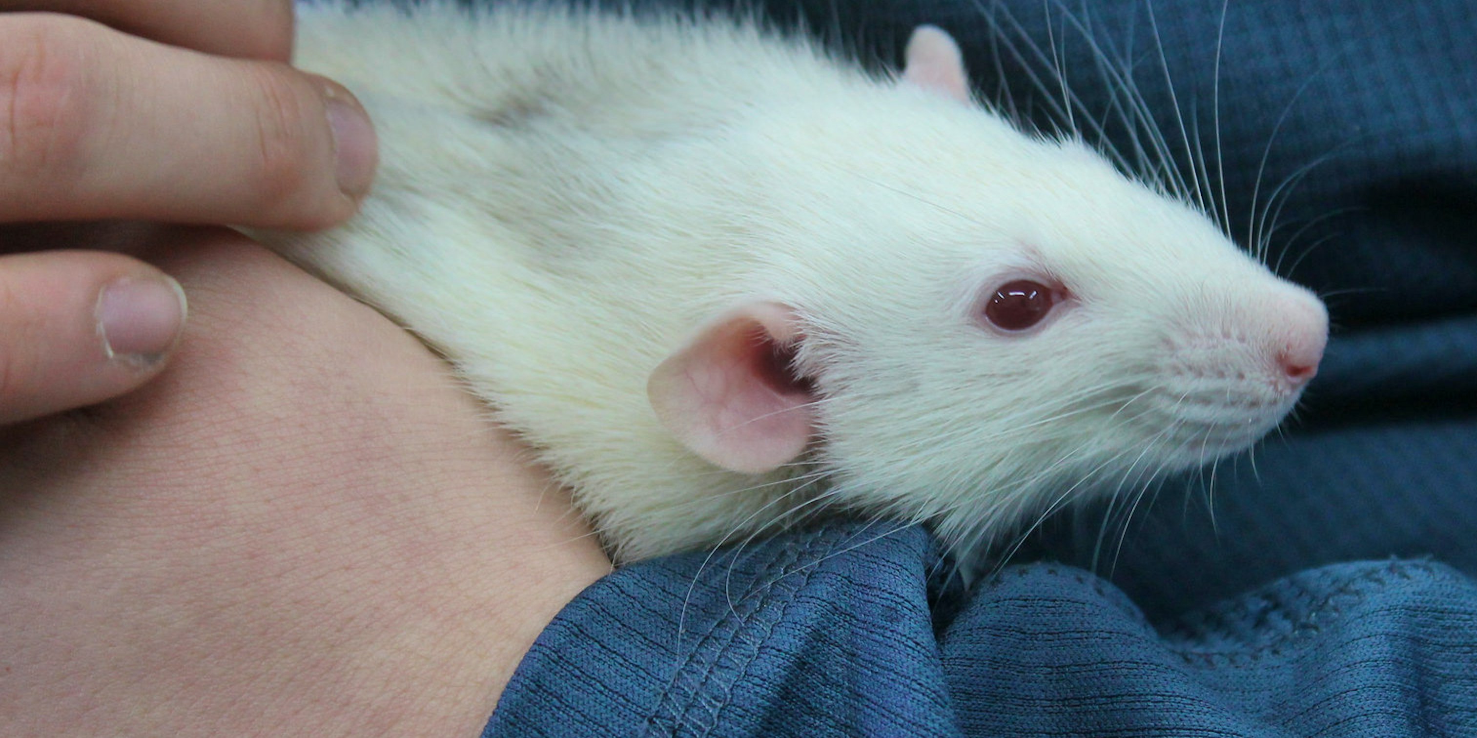 Scientists Are Tickling Rats Because We Don't Understand Laughter | Inverse