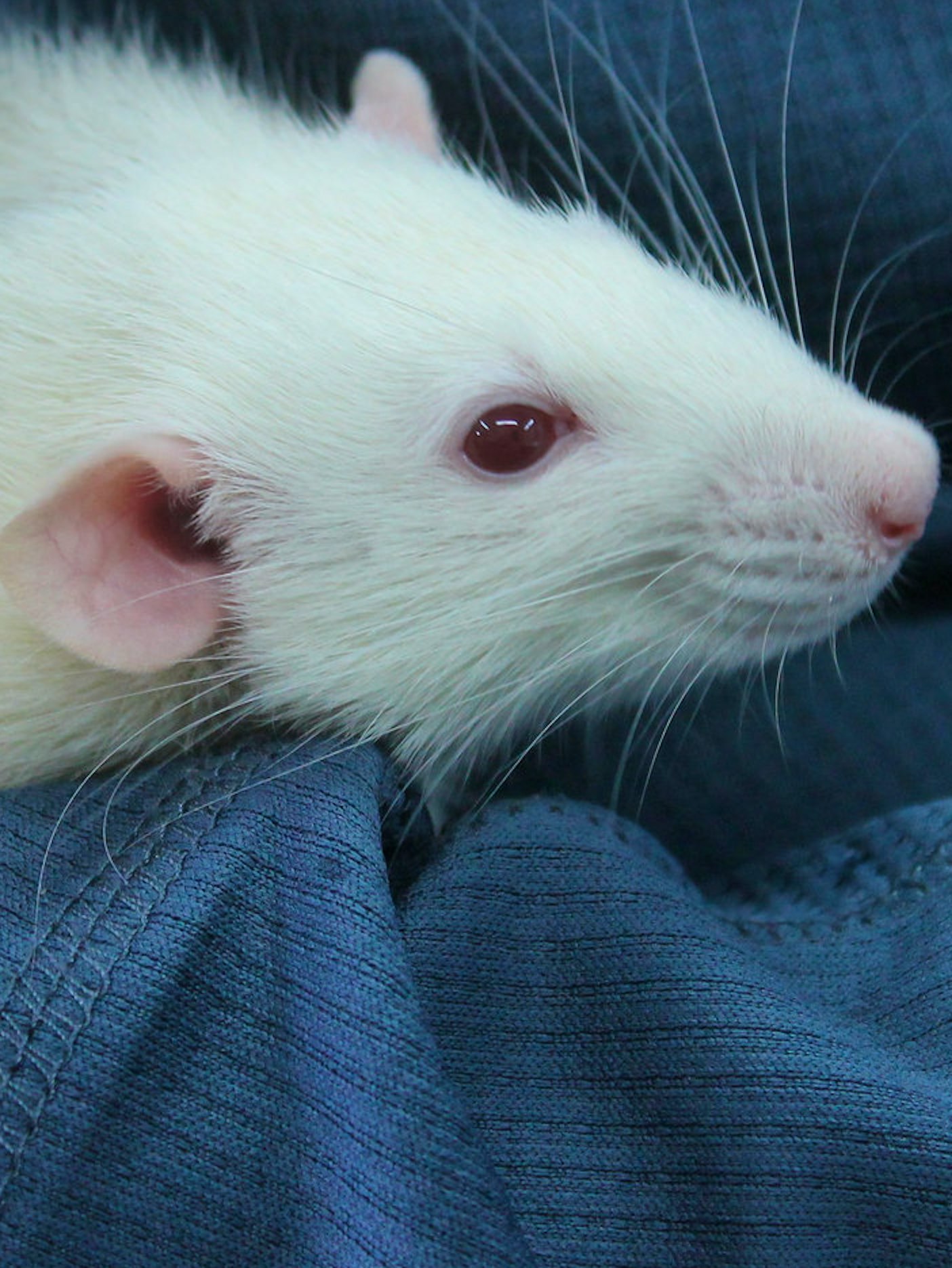 Scientists Are Tickling Rats Because We Don't Understand Laughter | Inverse