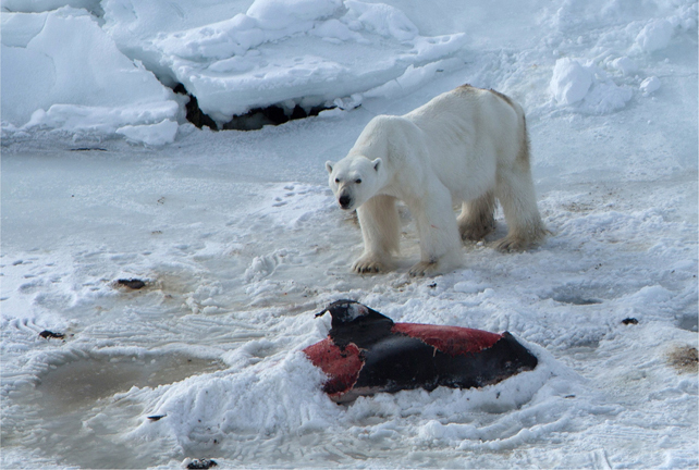 This Scientist Donned a Polar Bear Suit to Chase Muskoxen Around the