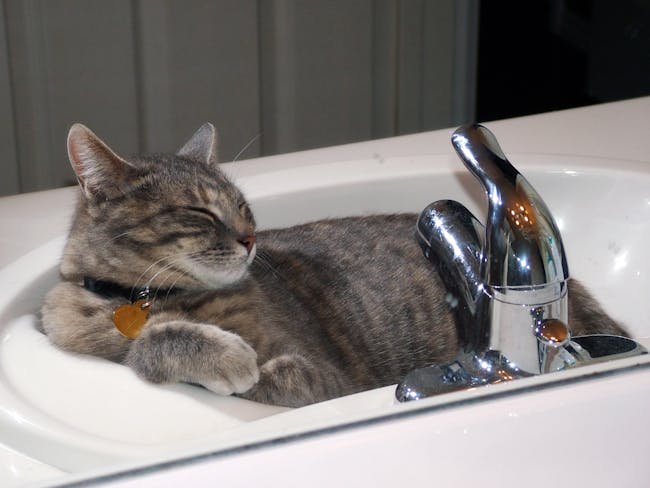 Sink Sleeping