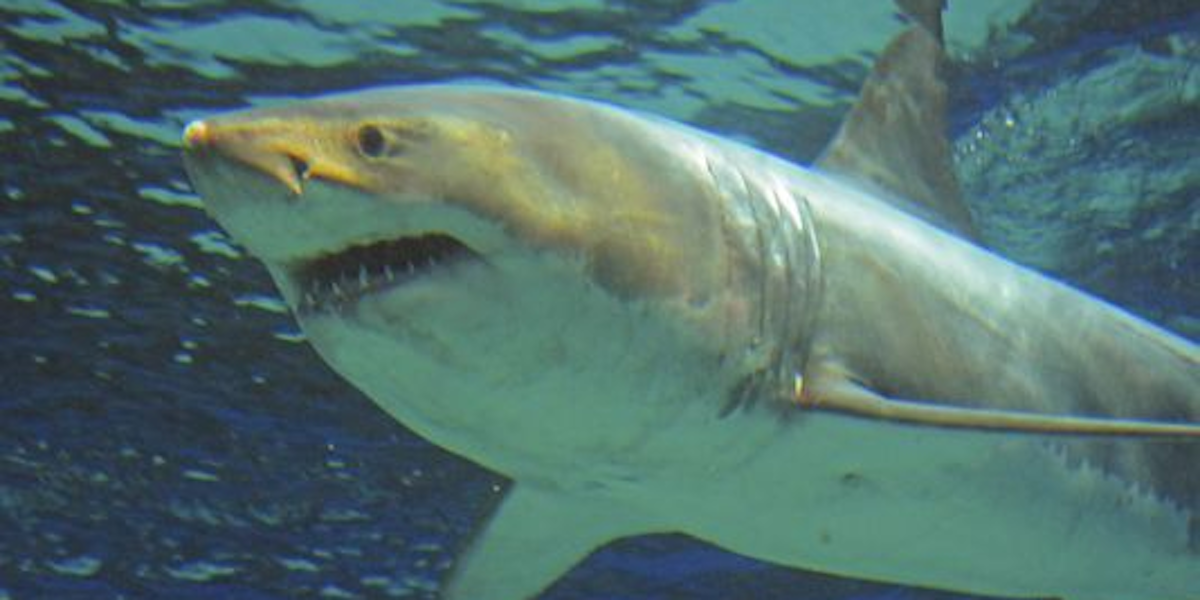 Donald Trump Is Afraid of Sharks, But He Shouldn't Be | Inverse