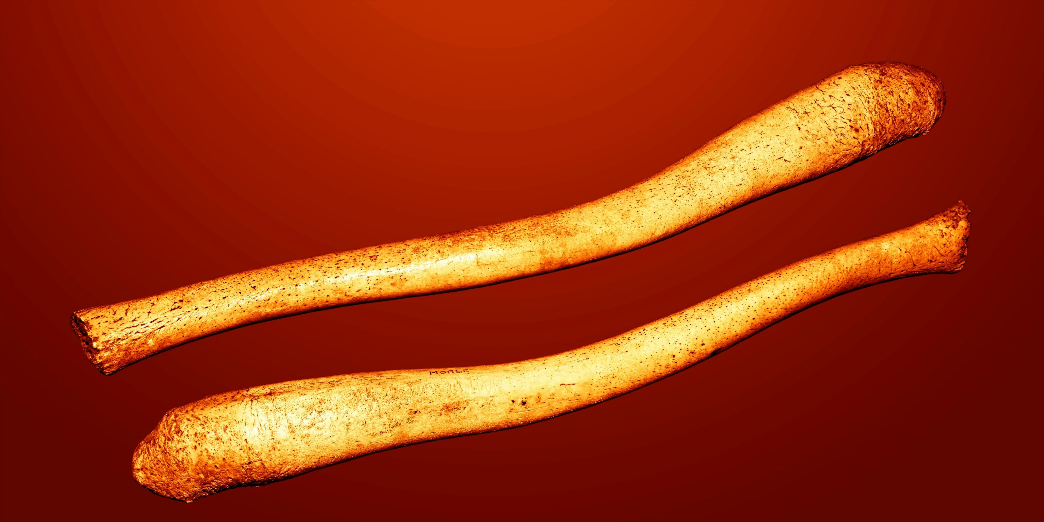 Human Penis Bones Went Missing Because Of Monogamous Sex Inverse 