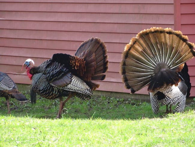 Tom Turkeys