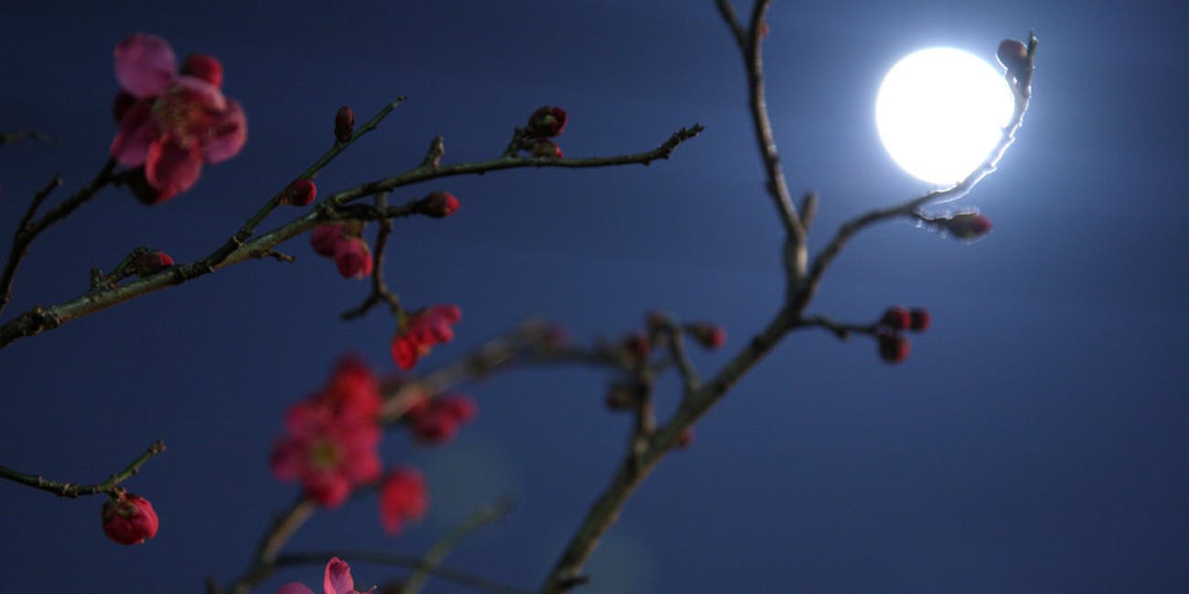What Is a Flower Moon? How This Celestial Event Is Different From
