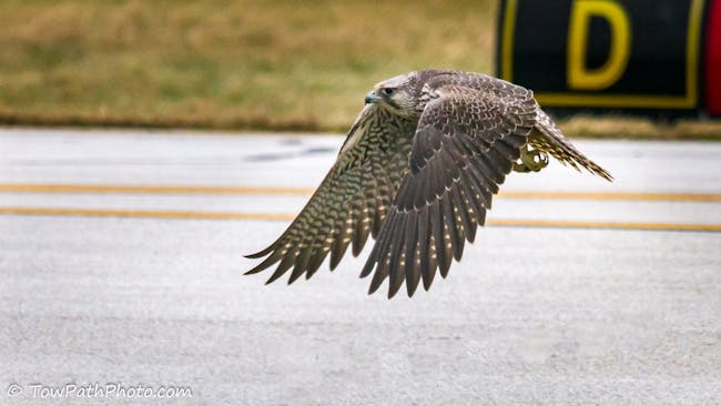 Gyrfalcon