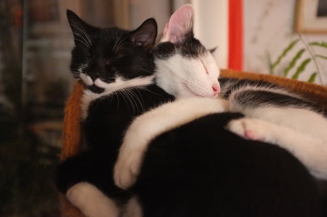Cuddle Cats