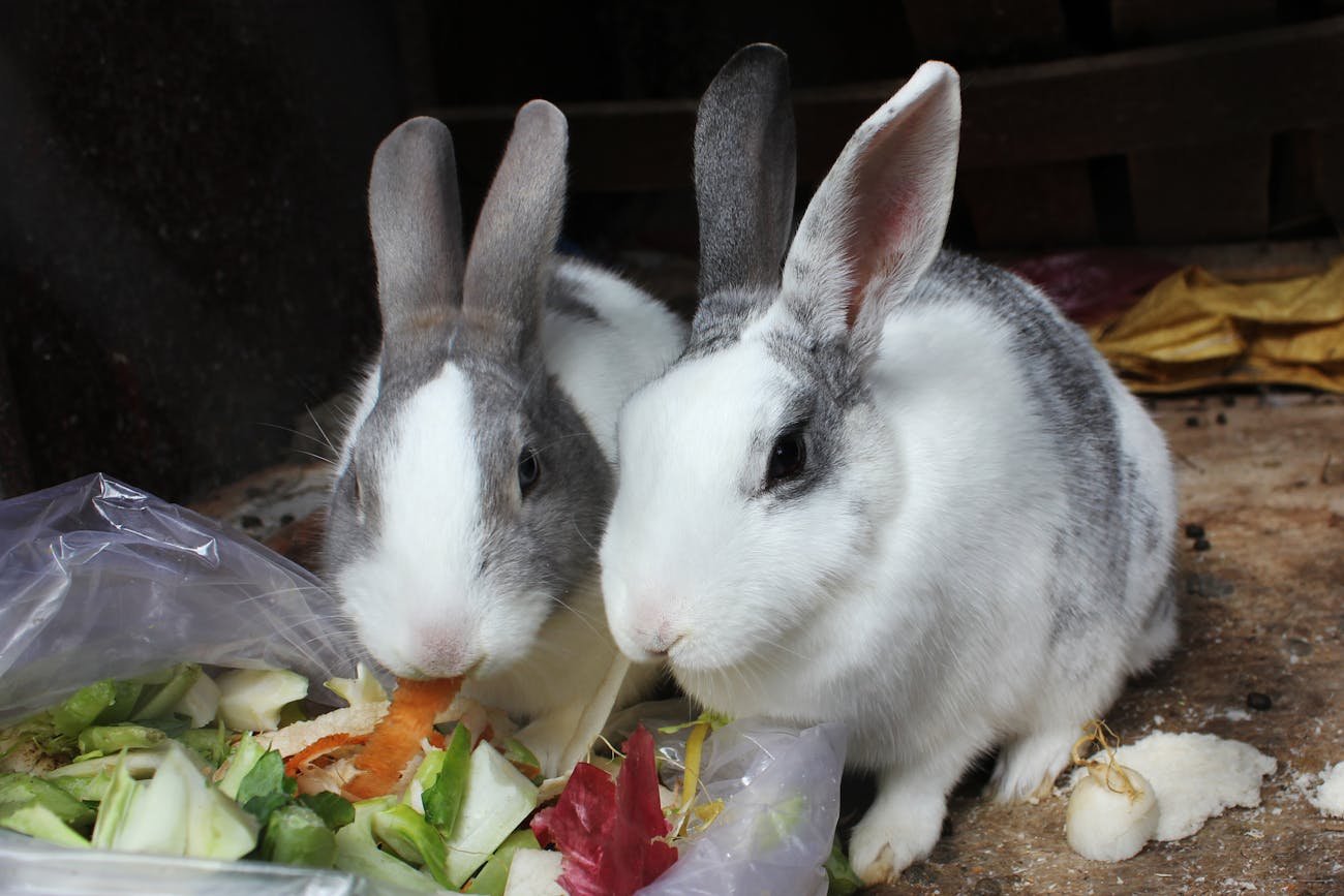 Long Tapeworm Found Inside Pet Rabbit Was Accidental Says