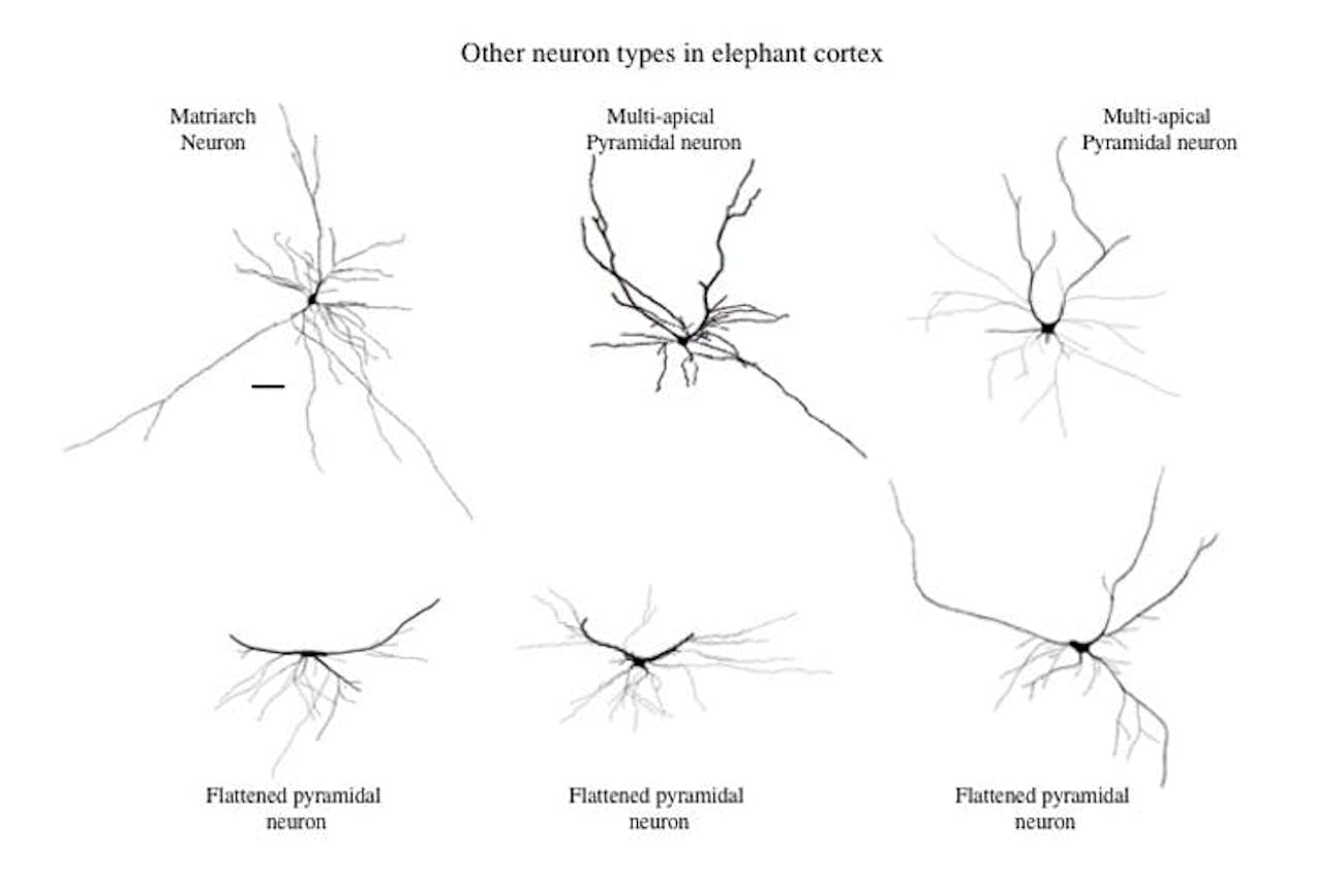 A variety of cortical neurons in the elephant that are seldom if ever observed in the cortex of other mammals. Note that all of them are characterized by dendrites that spread out from the cell body laterally, sometimes over considerable distances. The scale bar = 100 micrometers (or 0.004 of an inch).