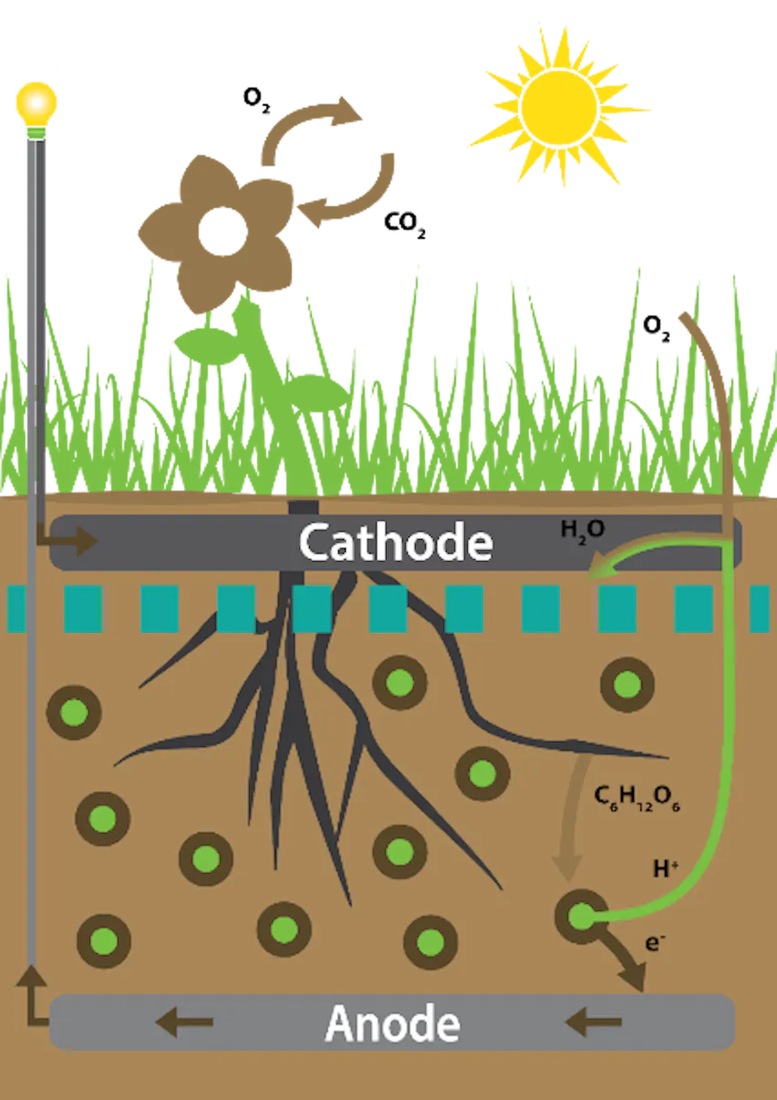 photosynthesis power