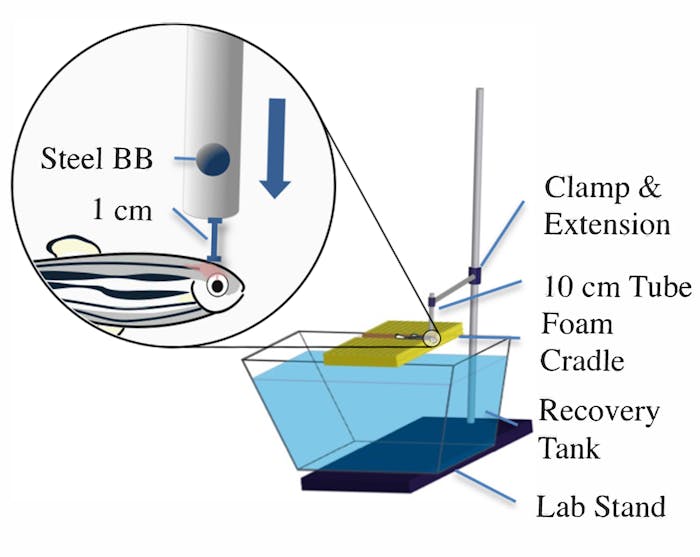 zebrafish concussions