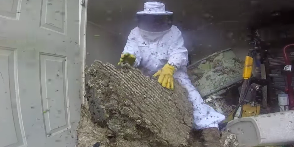 Watch This Man Dismantle a Wasp Nest That's Taken Over an 