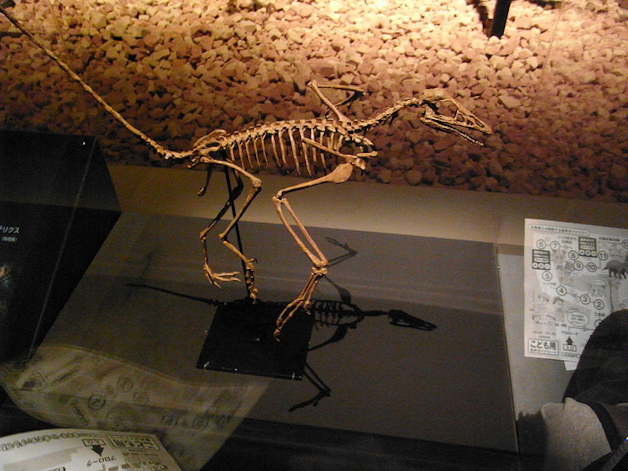 real archaeopteryx fossil