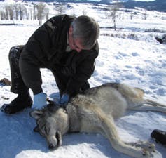 female gray wolf