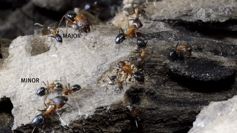 ants